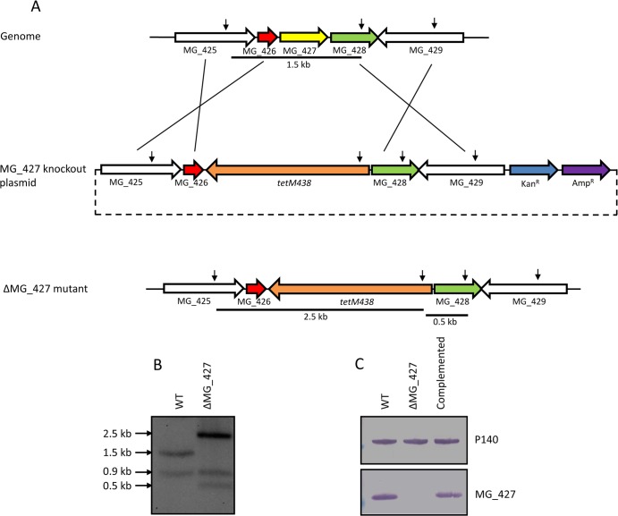 FIG 3