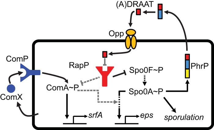 FIG 1