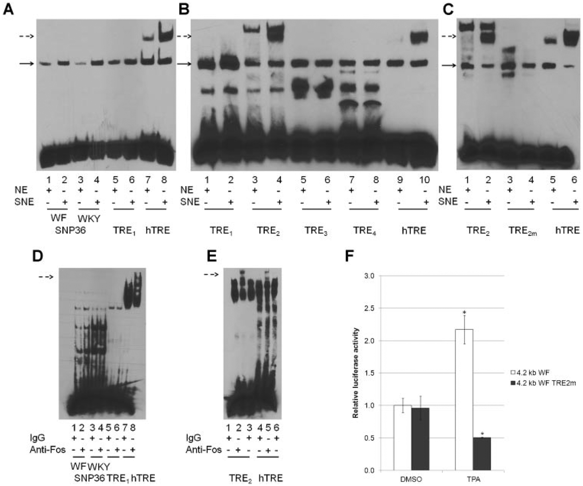 Differential 12-O-Tetradecanoylphorbol-13-Acetate-Induced Activation of ...