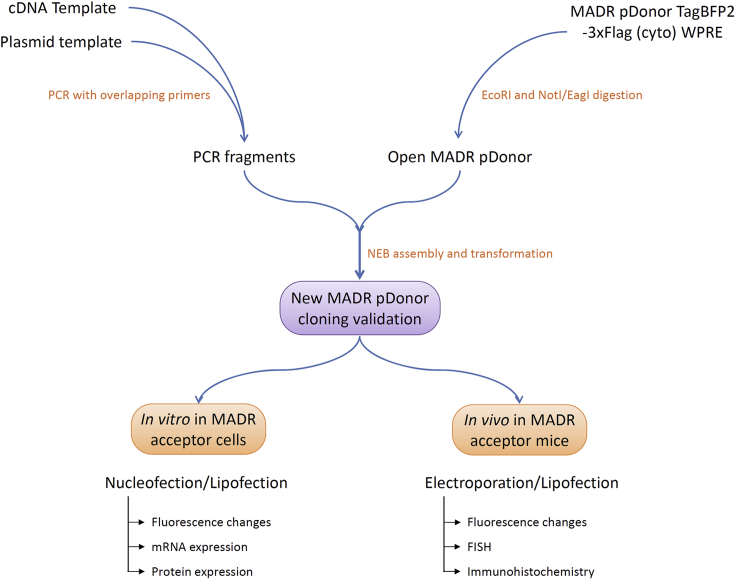 Figure 2