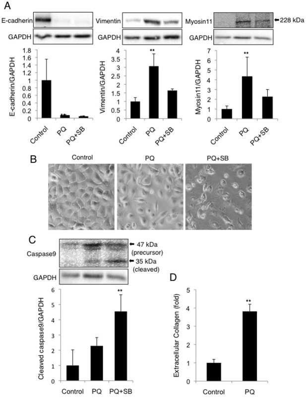 Fig 9