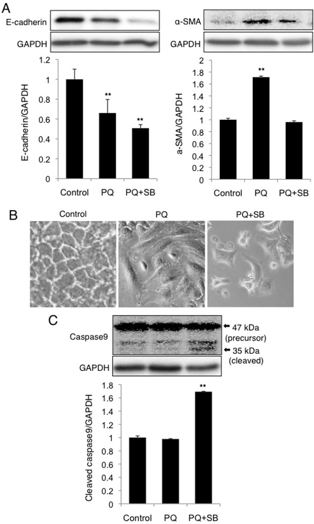 Fig 8