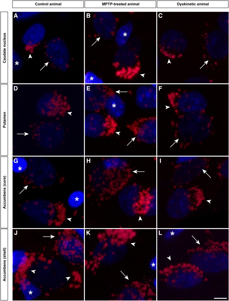 Fig. 6