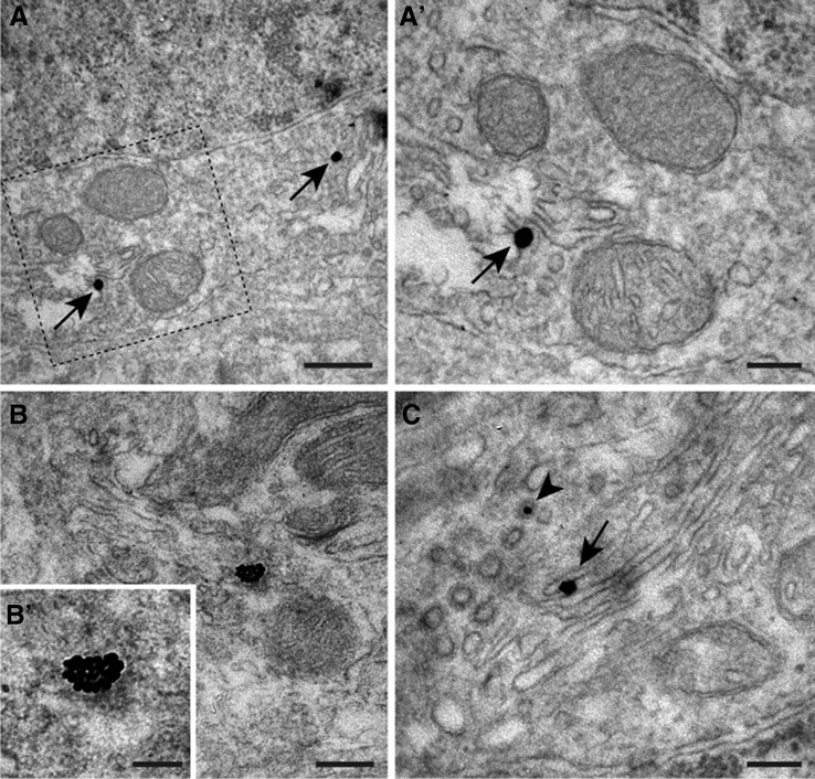 Fig. 7