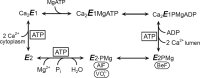 SCHEME 1.