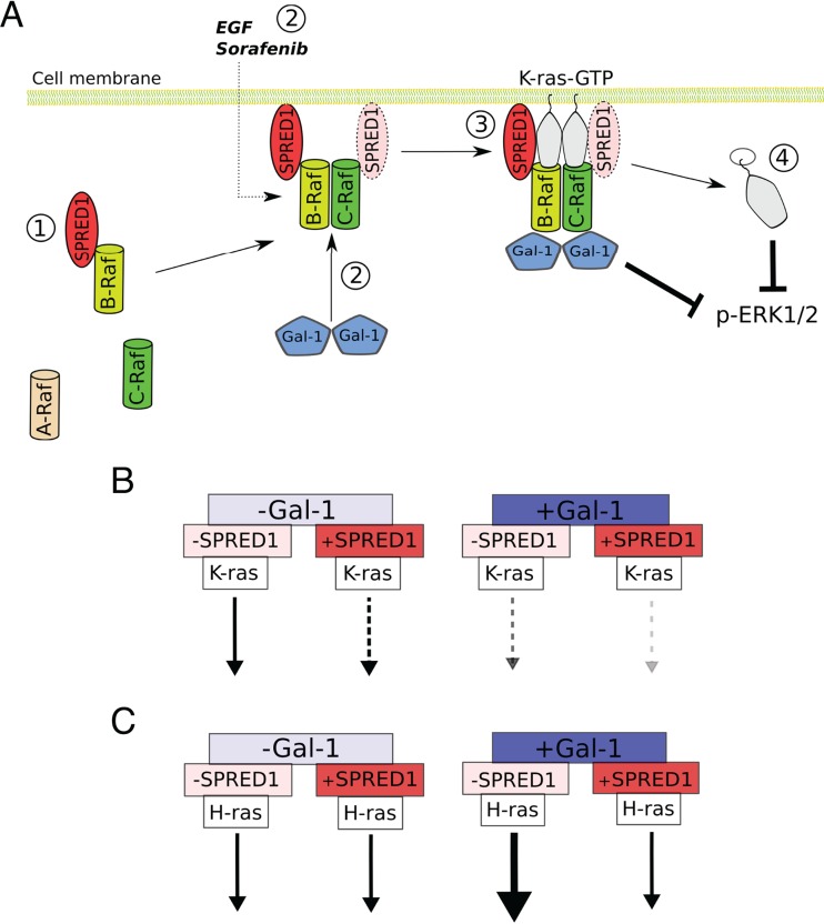 FIG 7