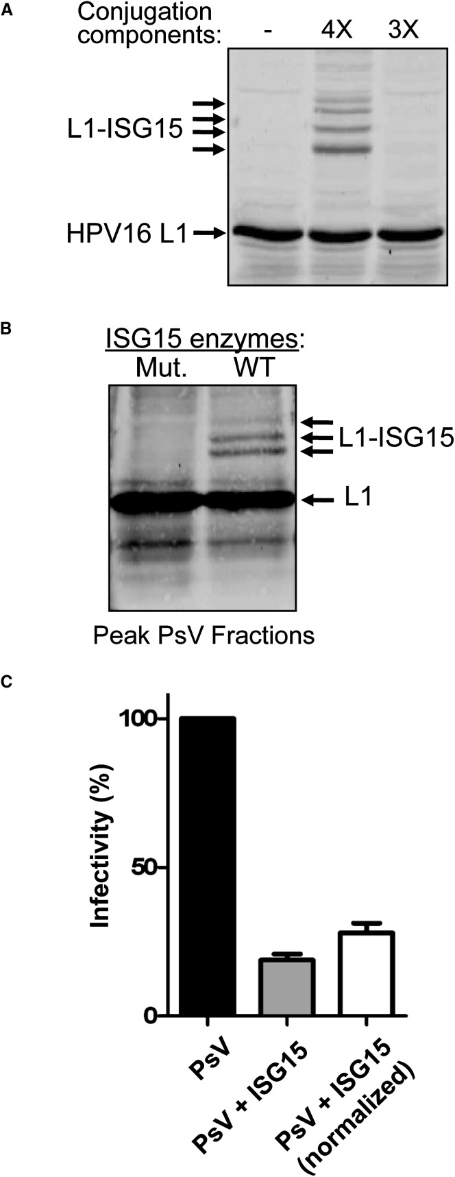 Figure 7