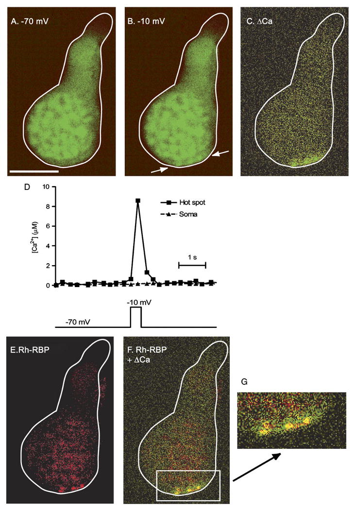 Fig. 3