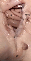 Figure 14