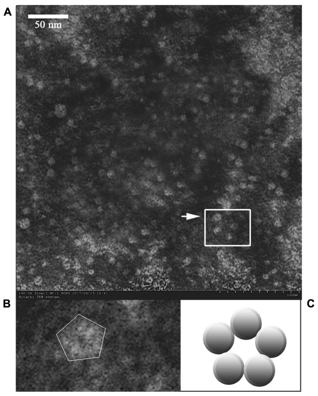 FIGURE 3