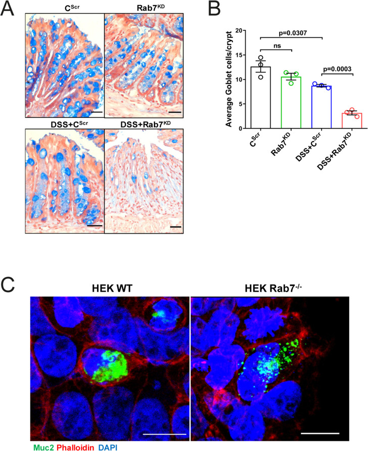 Figure 4—figure supplement 1.