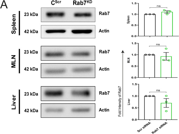 Figure 3—figure supplement 1.