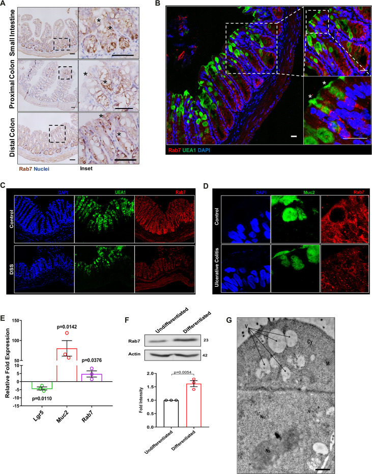 Figure 2—figure supplement 1.