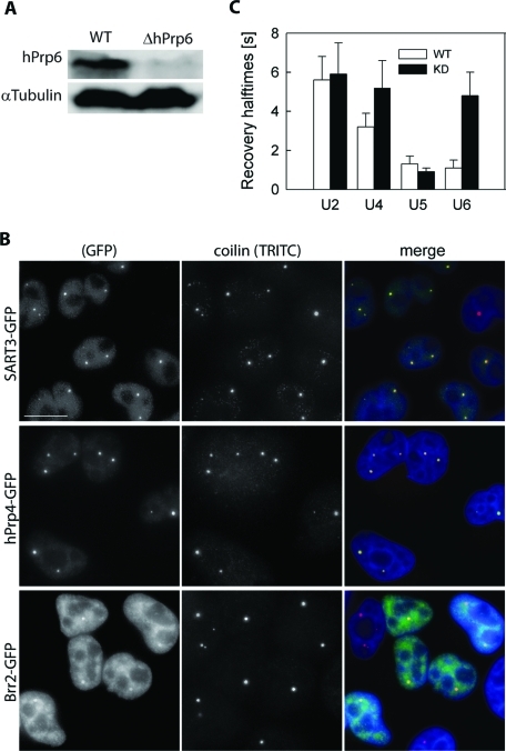 FIGURE 3: