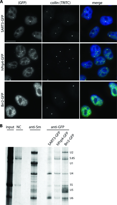 FIGURE 1: