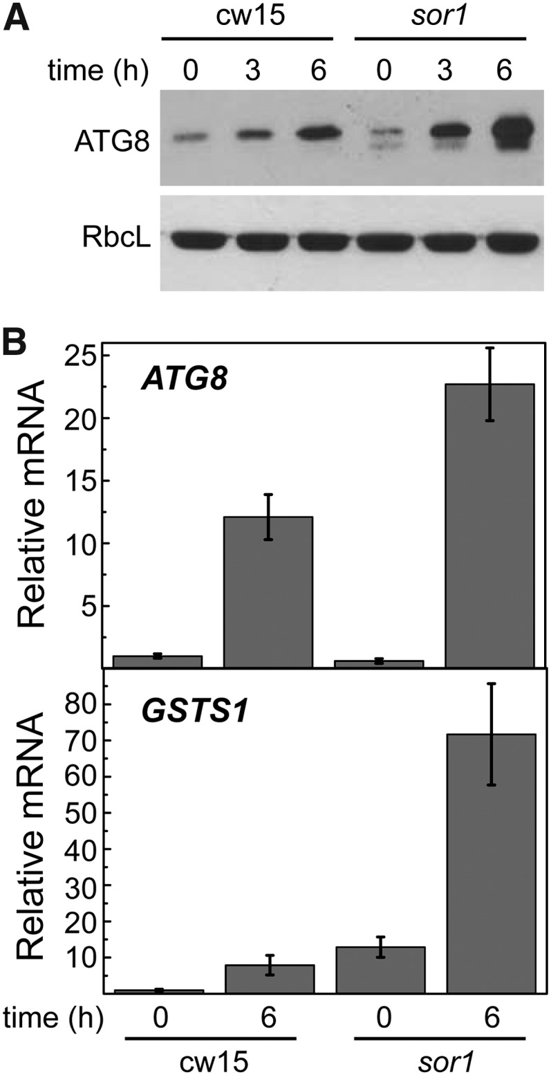 Figure 7.