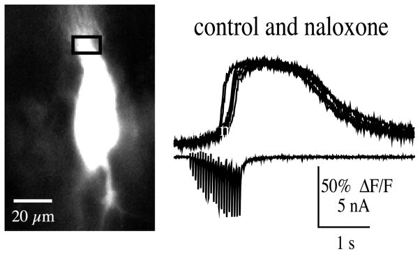 Fig. 7