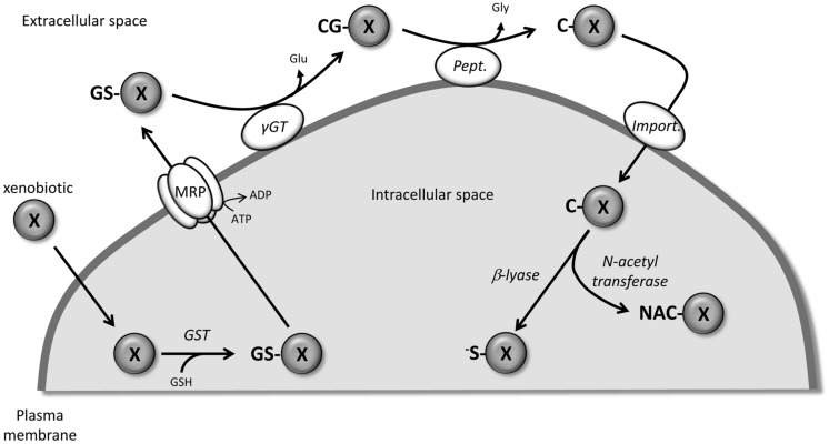 FIGURE 1