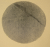 Figure 10: