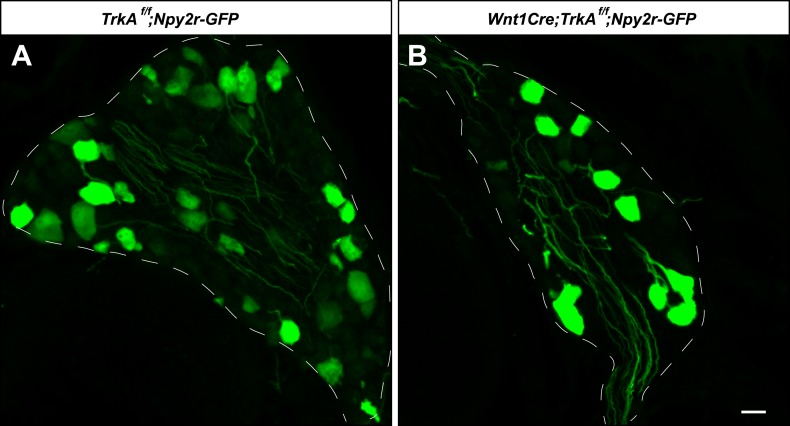 Figure 6—figure supplement 1.