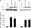 <b>Figure 2.</b>