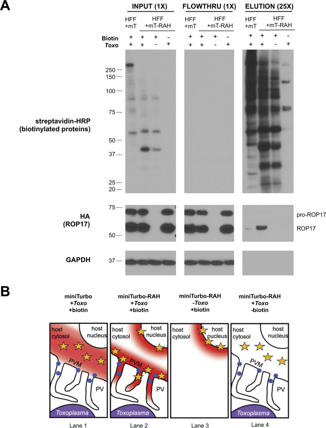 FIG 3