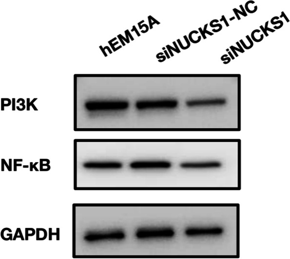 Fig. 12