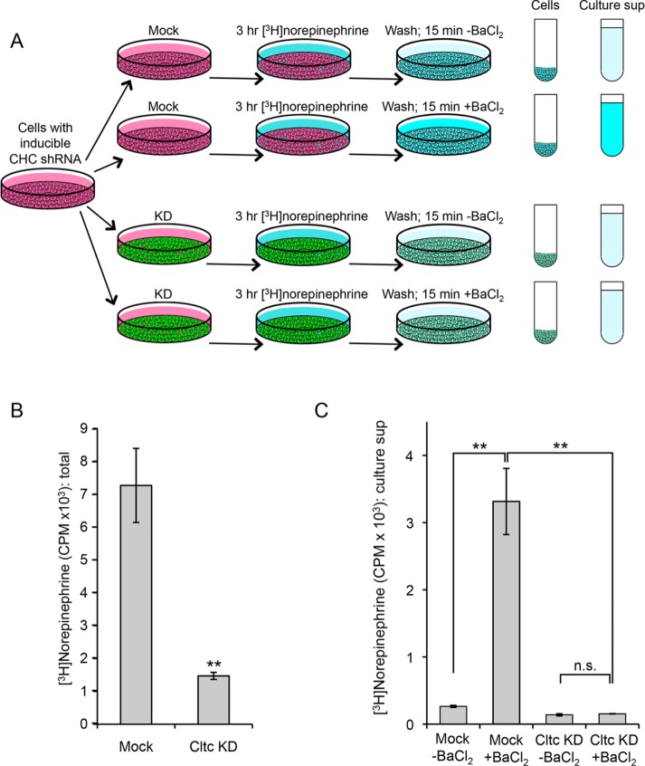 FIGURE 6: