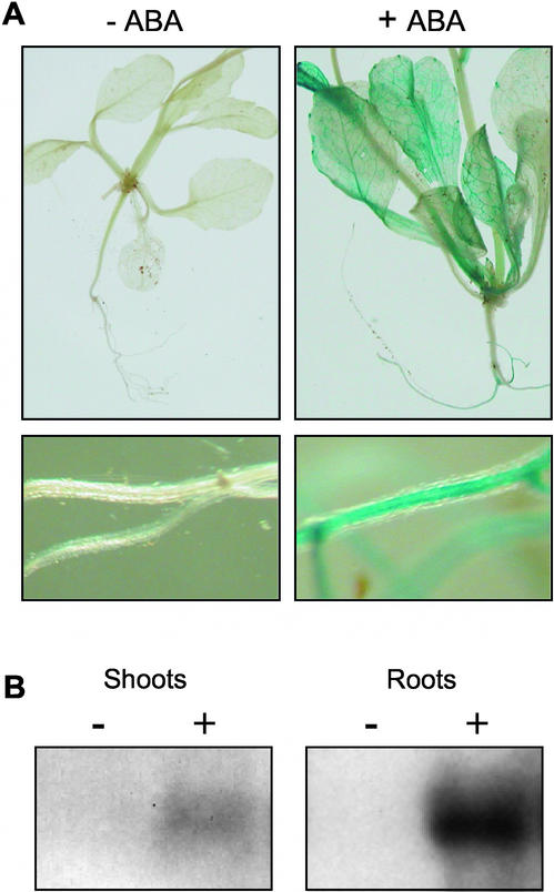Figure 4.