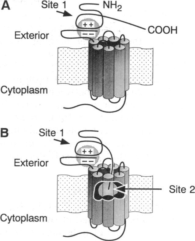 graphic file with name pnas01126-0031-a.jpg