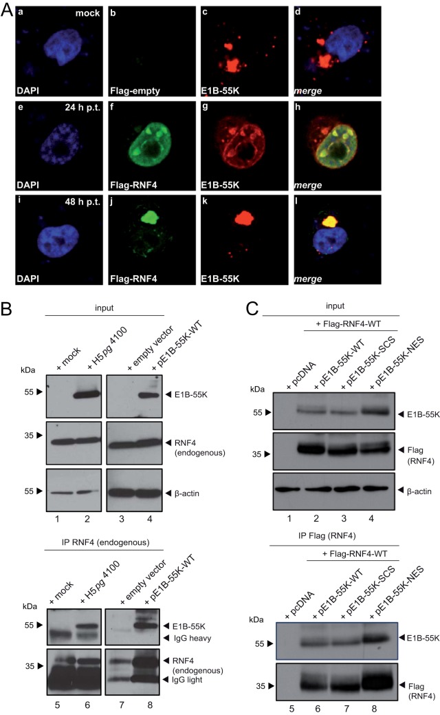 FIG 2