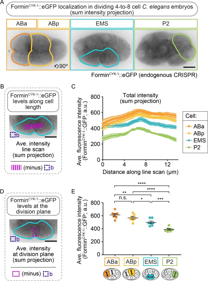 Figure 3—figure supplement 3.