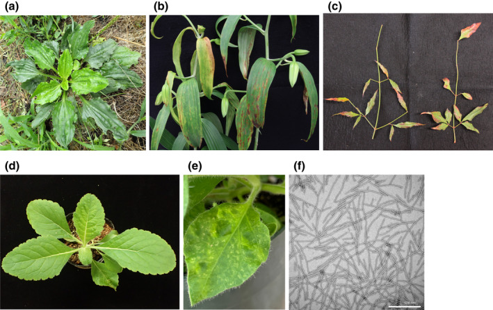 FIGURE 1