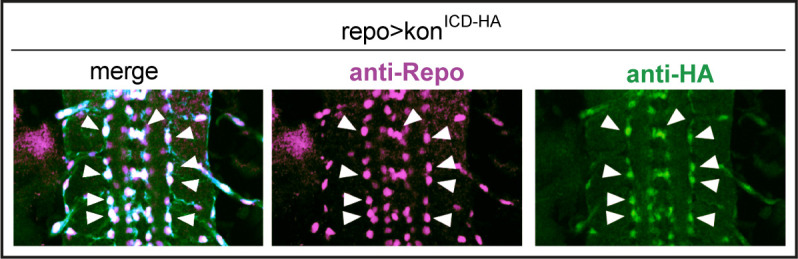 Figure 5—figure supplement 1.