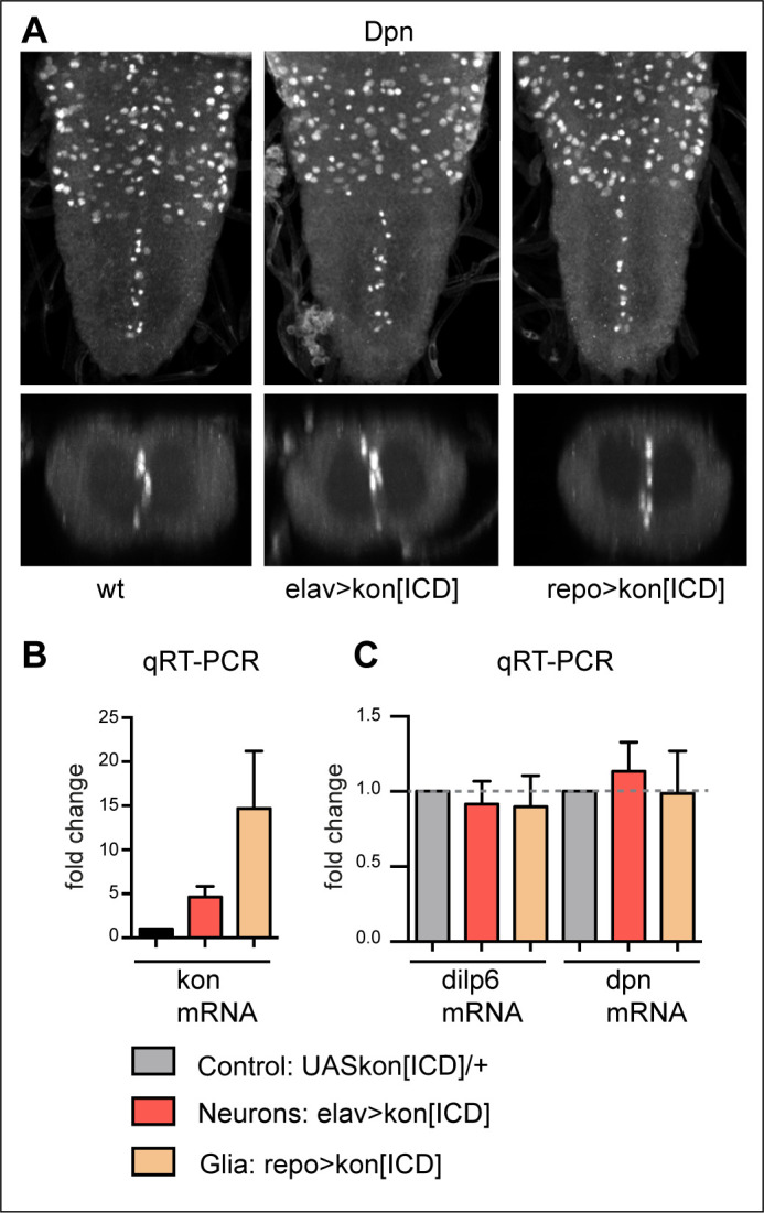 Figure 6—figure supplement 2.