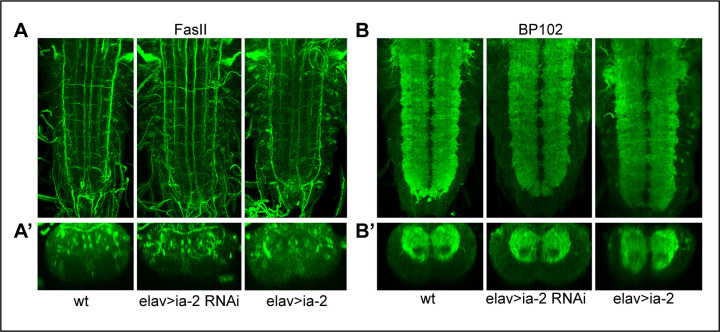 Figure 2—figure supplement 1.