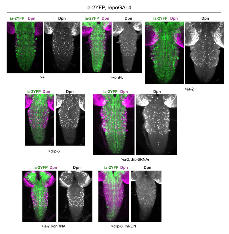 Figure 6—figure supplement 1.