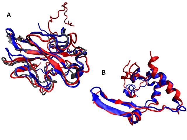 Structural alignments of the ordered domains of coronaviral N-proteins.