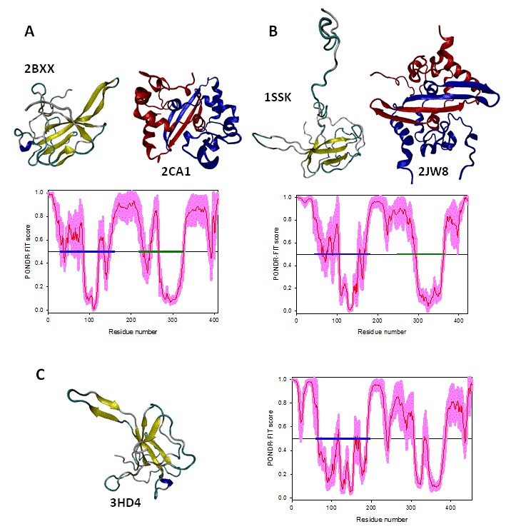 Structures of the ordered domains of the N-proteins.