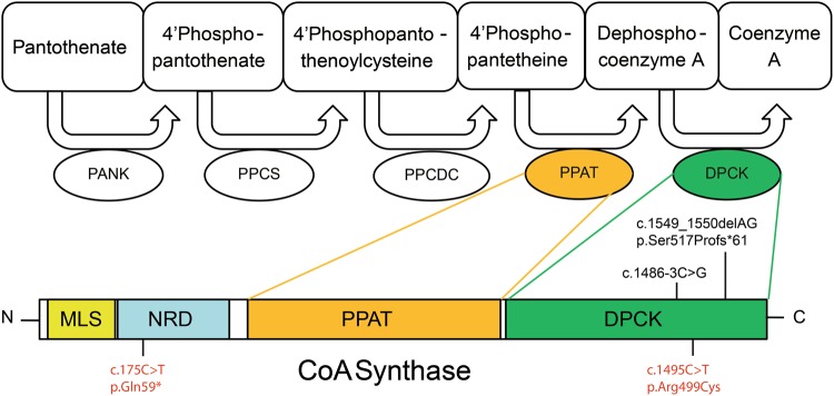 Fig. 3