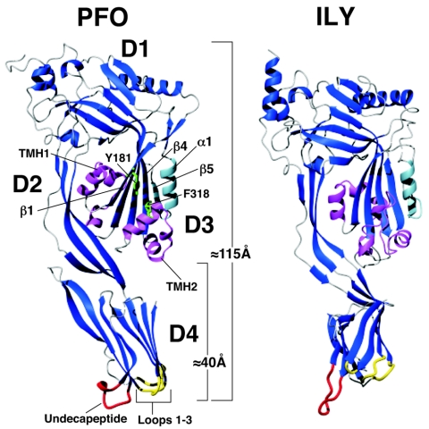 FIG. 1.