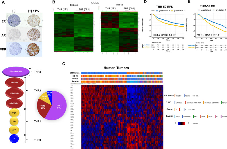 A triple hormone receptor ER, AR, and VDR signature is a robust prognosis predictor in breast cancer.