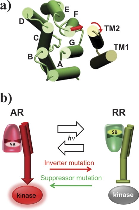 FIGURE 1.