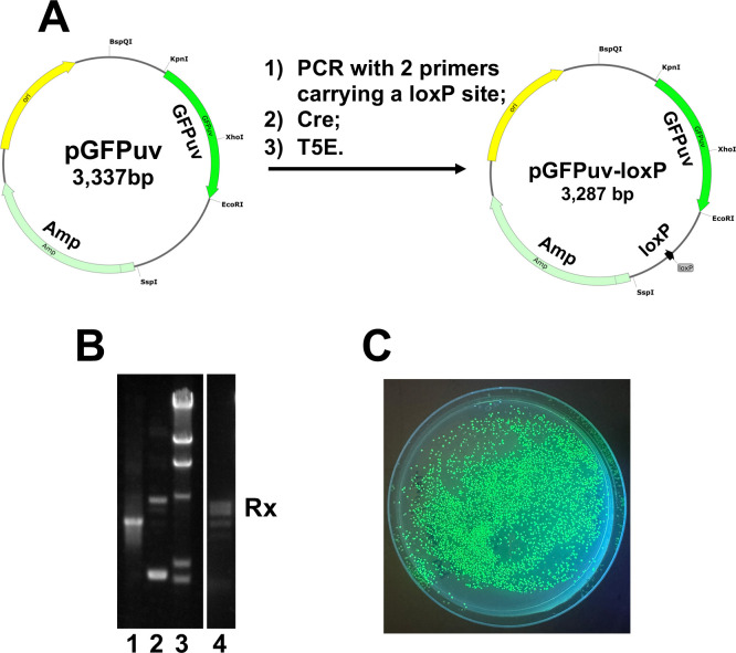 Figure 4.