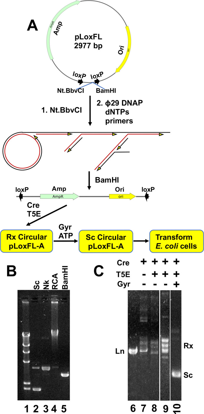 Figure 5.
