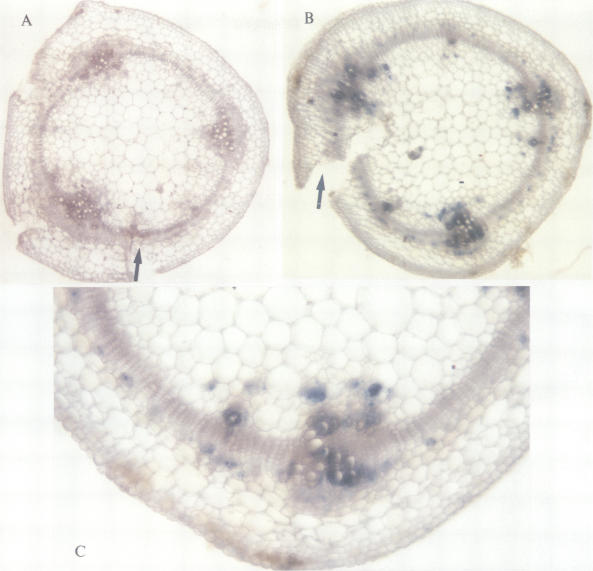 Fig. 4.