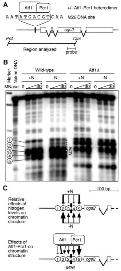 Fig.4