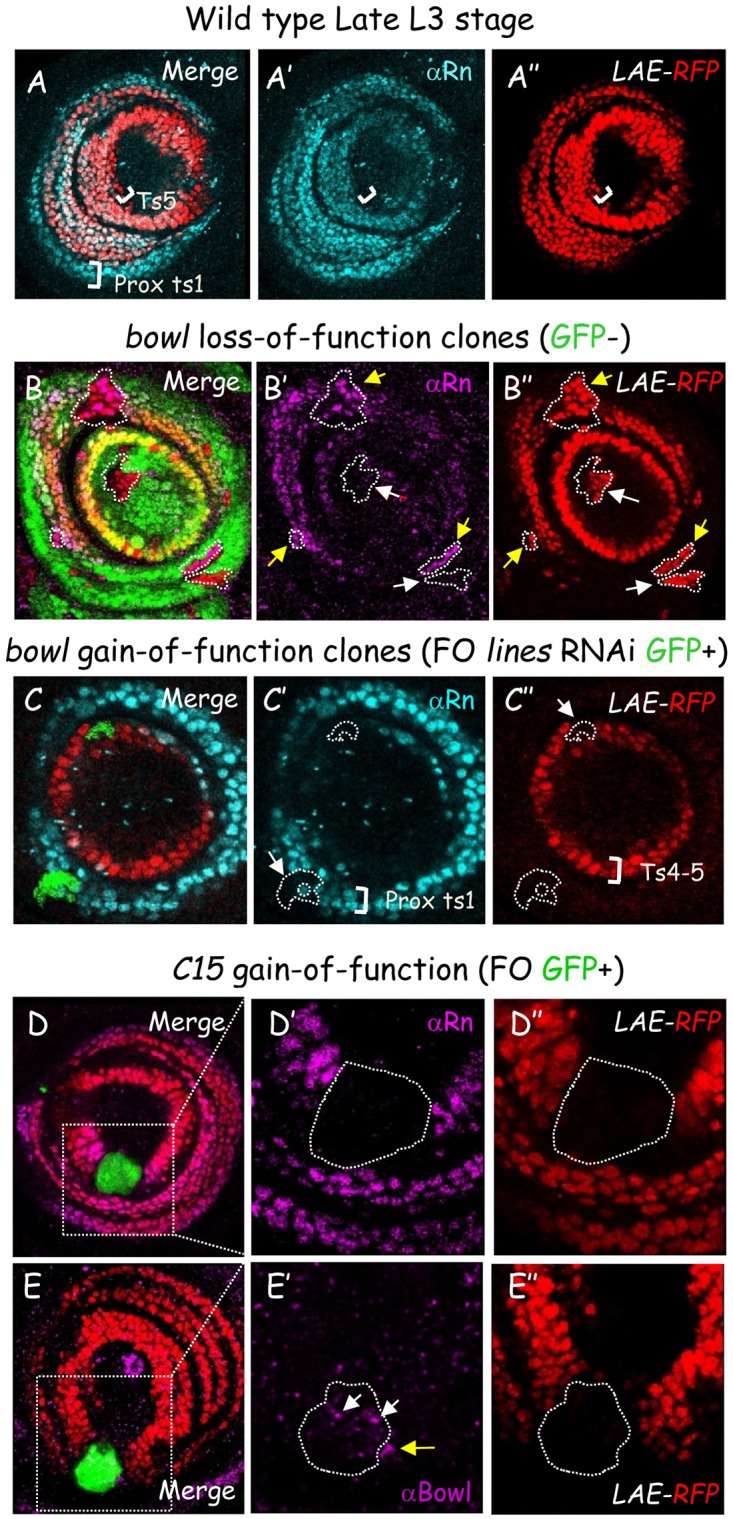 Fig 8