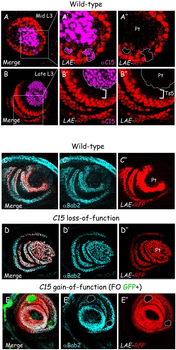 Fig 3