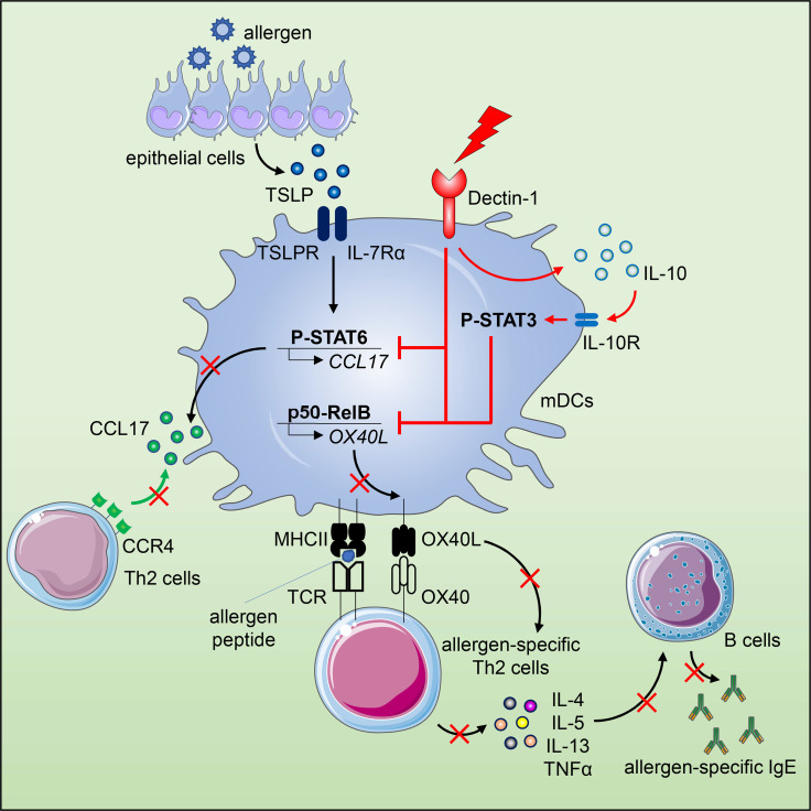 Graphical Abstract